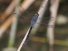 J17_1433 Orthetrum trinacria male